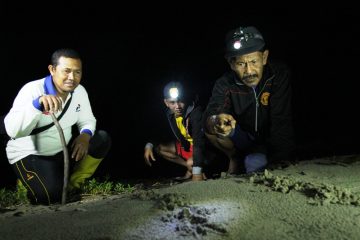Lestarikan Lingkungan dan Keanekaragaman Hayati, PEP Asset 1 Rantau Field Selamatkan Telur Tuntong