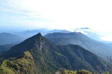 Cadangan Karbon Biru Berlimpah, Indonesia Berpotensi Sebagai “Climate Super Power”