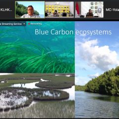 Ekosistem Blue Carbon Berpotensi Tekan Emisi