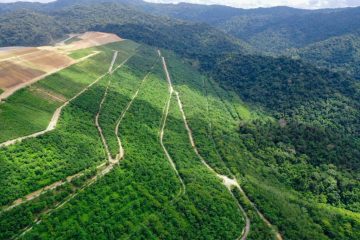 Kementerian LHK Hentikan Proyek Netral Karbon yang Melanggar Aturan