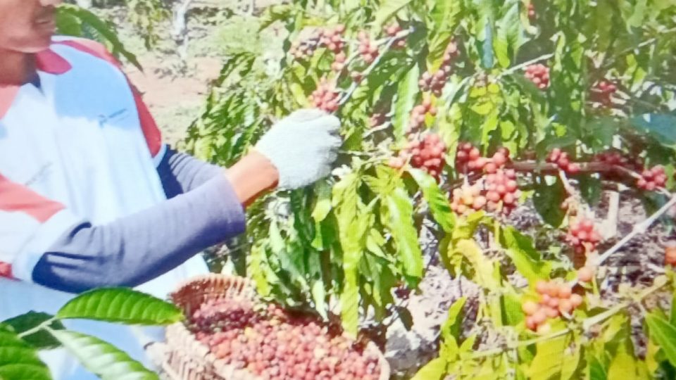 Saat Tengkulak Tak Mau Lagi Datangi Petani Kopi Ulubelu