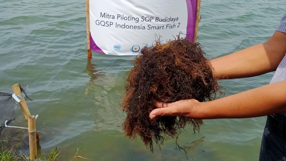 Omzet Capai Rp6 Miliar, Produk Rumput Laut Mitra Binaan Pertamina Field Tambun Banjir Peminat