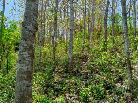 Kebijakan Iklim Tidak Ambisius, Bencana Ekologis Mengintai
