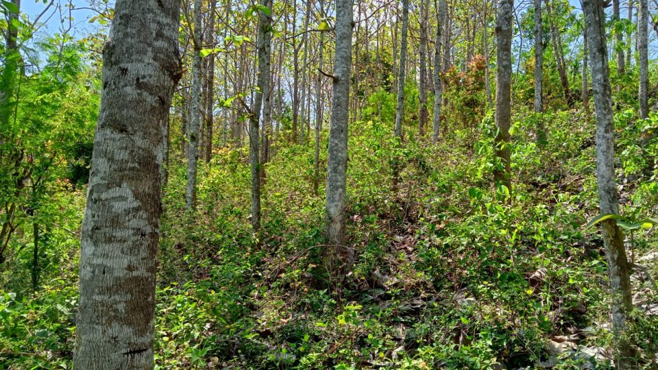 Paiton Energy Konservasi Hutan Rakyat Selobanteng, Serap Karbon  3.853 tonC/Ha