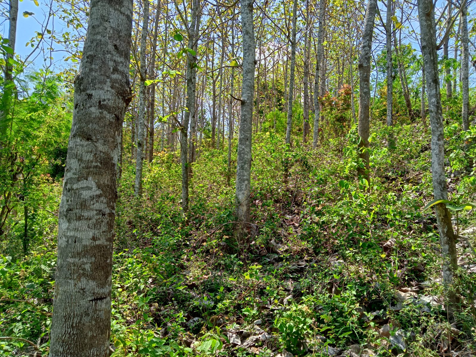 WALHI Tagih Evaluasi Izin Perusahaan dan Tanggung Jawab Korporasi, Pulihkan Ekosistem Yang Rusak