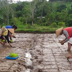 Jejak Kedaulatan Ekonomi Petani Tangguh Desa Libukan Mandiri