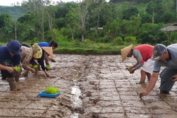 Jejak Kedaulatan Ekonomi Petani Tangguh Desa Libukan Mandiri