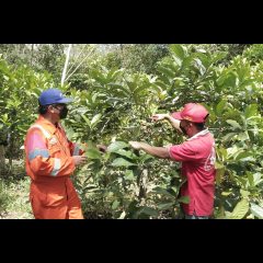 Diinisiasi PHKT Dobu, Kopi Luwak Datangkan  Kesejahteraan Bagi Masyarakat Prangat Baru