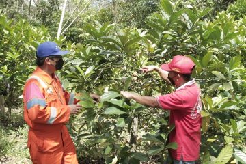 Diinisiasi PHKT Dobu, Kopi Luwak Datangkan  Kesejahteraan Bagi Masyarakat Prangat Baru