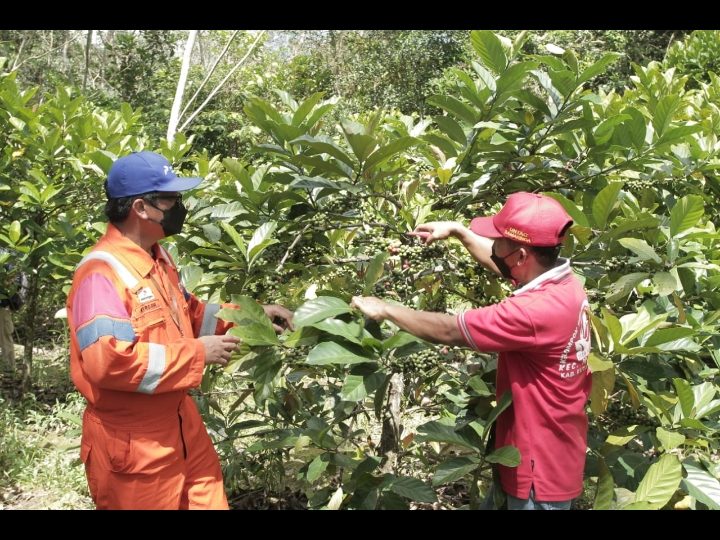 Diinisiasi PHKT Dobu, Kopi Luwak Datangkan  Kesejahteraan Bagi Masyarakat Prangat Baru