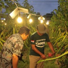 Listrik PLN Dorong Pertanian Bali Kian Modern