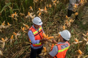Kegiatan Penambangan Batu Bara Berakhir, Kitadin Fokus Tahapan Pasca Tambang