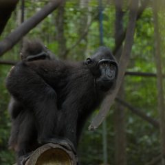 Selamatkan Satwa Endemik di Sulawesi Utara, PGE Area Lahendong Bangun Tempat Konservasi