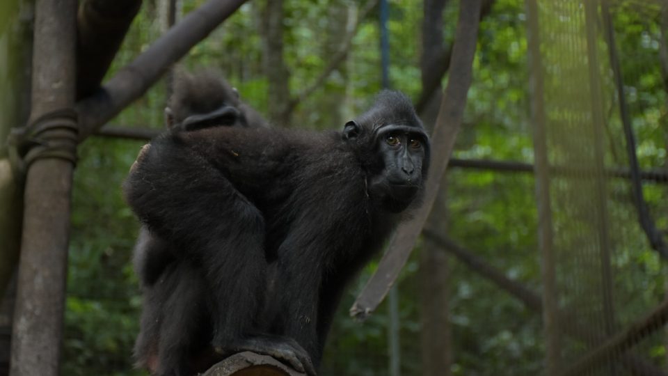 Selamatkan Satwa Endemik di Sulawesi Utara, PGE Area Lahendong Bangun Tempat Konservasi