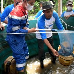 Mitra Binaan Pertagas Sukses Panen Lele di Stabat Lama
