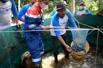 Mitra Binaan Pertagas Sukses Panen Lele di Stabat Lama