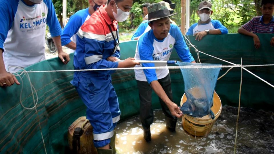 Mitra Binaan Pertagas Sukses Panen Lele di Stabat Lama