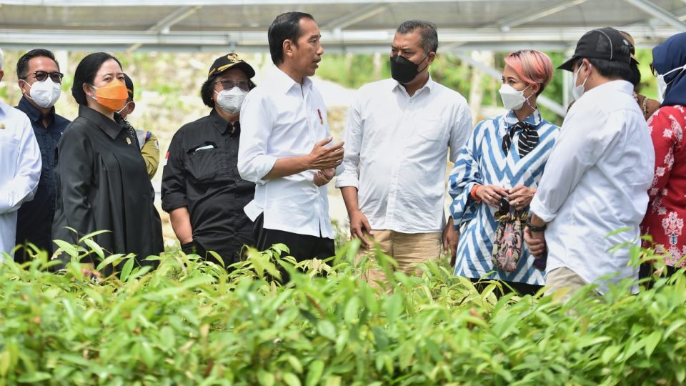 Presiden Jokowi Dorong Pengembangan Persemaian Mentawir Garapan Indo Tambangraya