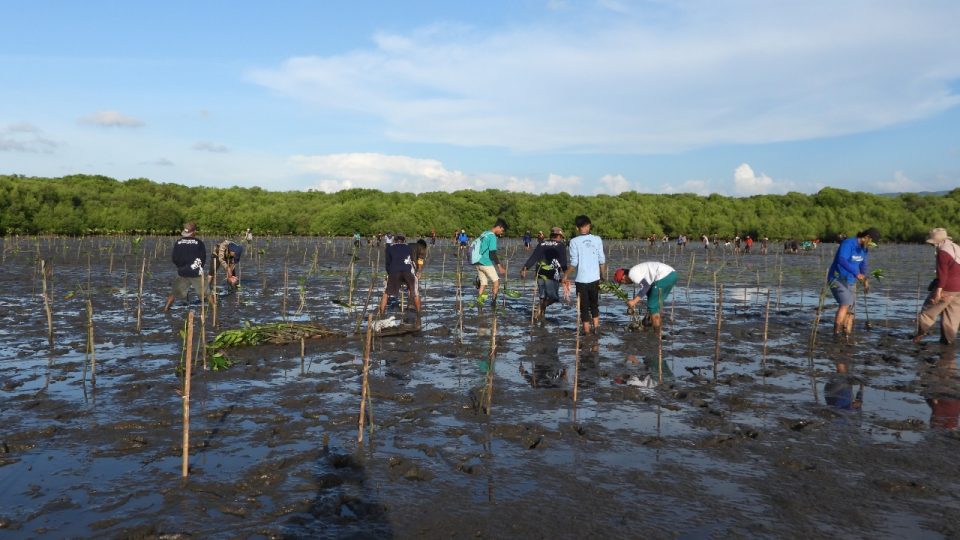 Tekan Emisi Karbon, Paiton Energy dan POMI Gelar Gaya Hidup Hijau dan Tanam 15.000 Bibit Mangrove