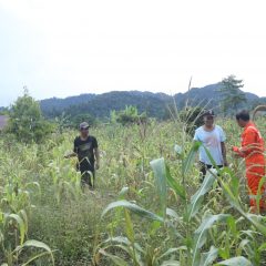 JOB Tomori Perkenalkan Program Bercocok Tanam kepada Komunitas Adat Terasing Laoinang Banggai
