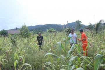 JOB Tomori Perkenalkan Program Bercocok Tanam kepada Komunitas Adat Terasing Laoinang Banggai