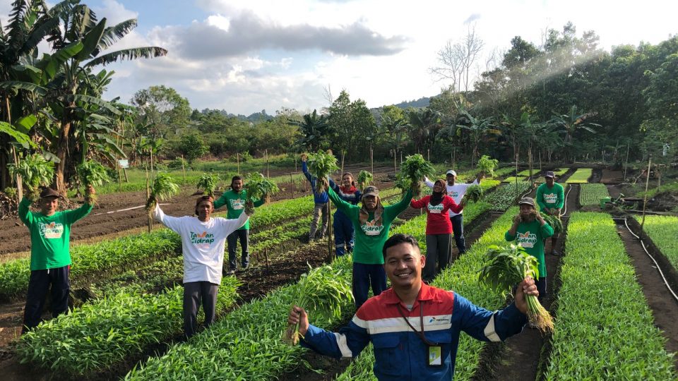 Kiprah Petani Kampung Sidrap, Sukses Garap Lahan Gambut jadi Pertanian Holtikultura Semi Organik