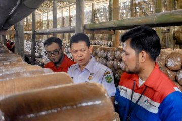 Pertagas Berdayakan Kelompok Tani Baiturrahman Medan Kembangkan Jamur Tiram dan Peduli Lingkungan