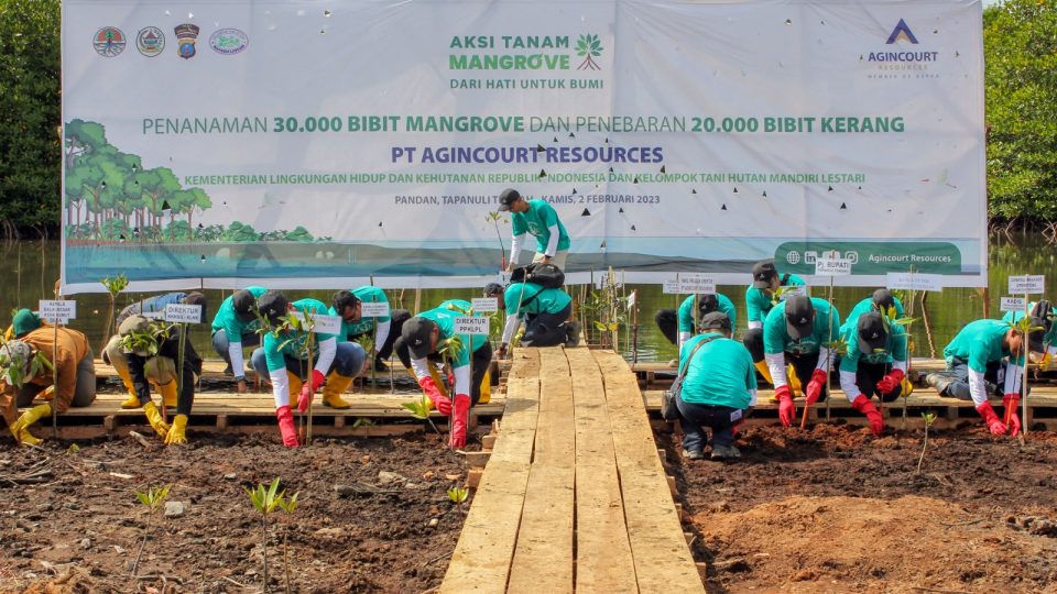 KLHK Gandeng Agincourt Resources Tanam 30.000 Mangrove di Pesisir Tapanuli Tengah