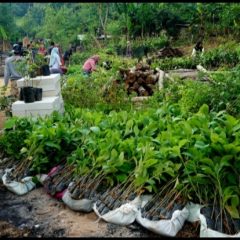 Adaptasi dan Mitigasi Perubahan Iklim, Paiton Energy – POMI Lanjutkan Konservasi dengan Tanam 30.000  Pohon