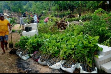Adaptasi dan Mitigasi Perubahan Iklim, Paiton Energy – POMI Lanjutkan Konservasi dengan Tanam 30.000  Pohon