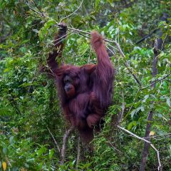 Kunjungan Delegasi Kongres AS ke Kawasan IKN Diharapkan Perkuat Kolaborasi Pemulihan Lingkungan