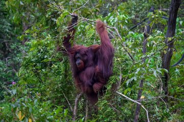 Kunjungan Delegasi Kongres AS ke Kawasan IKN Diharapkan Perkuat Kolaborasi Pemulihan Lingkungan
