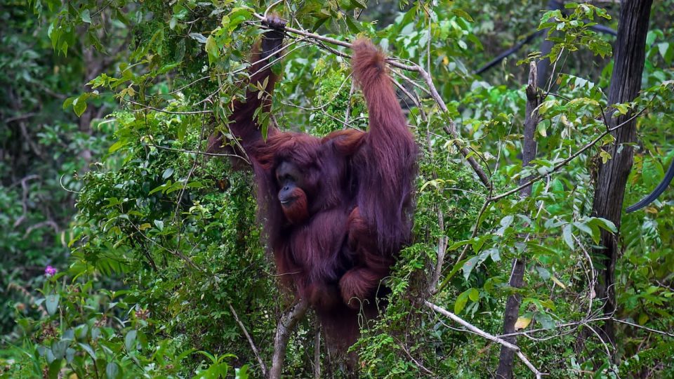 Kunjungan Delegasi Kongres AS ke Kawasan IKN Diharapkan Perkuat Kolaborasi Pemulihan Lingkungan