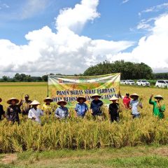 Bukit Asam Dorong Budidaya Beras Organik Demi Kesejahteraan Petani