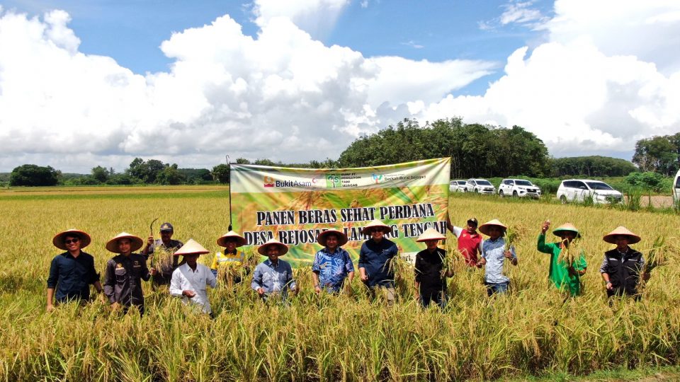 Bukit Asam Dorong Budidaya Beras Organik Demi Kesejahteraan Petani