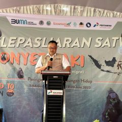 PGE Lepasliarkan Monyet Hitam Sulawesi di Gunung Ambang