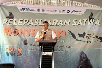 PGE Lepasliarkan Monyet Hitam Sulawesi di Gunung Ambang