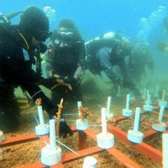 Kampung Iklim dan Program Restorasi Ekosistem Laut Mulai Berikan Dampak Positif