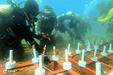 Kampung Iklim dan Program Restorasi Ekosistem Laut Mulai Berikan Dampak Positif