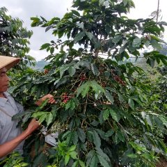 Selain Tingkatkan Kesejahteraan Warga, Kampung Kopi Konservasi di Banjarnegara Inisiasi PLN IP Mampu Cegah Erosi Tanah