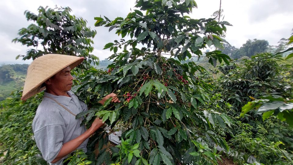 Selain Tingkatkan Kesejahteraan Warga, Kampung Kopi Konservasi di Banjarnegara Inisiasi PLN IP Mampu Cegah Erosi Tanah