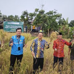 Pupuk Organik Faba PLN Indonesia Power Sukses Dongkrak Hasil Panen Padi di Pandeglang