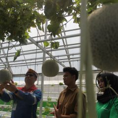 Inovasi Akar Pakis Mantap Betul Pertamina EP Dukung Program Ketahanan Pangan di Pulau Bunyu