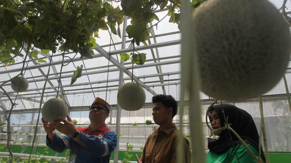 Inovasi Akar Pakis Mantap Betul Pertamina EP Dukung Program Ketahanan Pangan di Pulau Bunyu