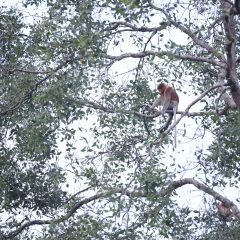 Healing Susur Sungai Hitam Bersua Bekantan
