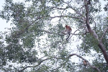 Healing Susur Sungai Hitam Bersua Bekantan