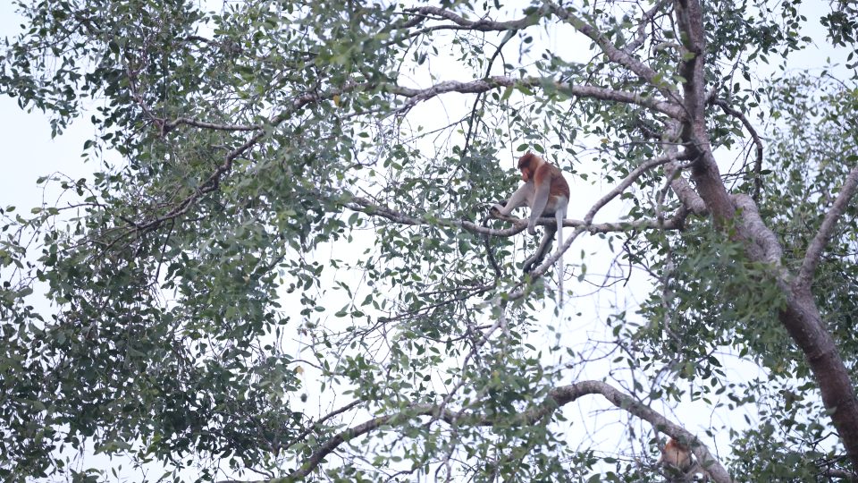 Healing Susur Sungai Hitam Bersua Bekantan