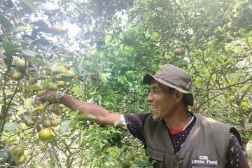 Reinkarnasi Desa Wisata Jeruk Air Talas, Bangkit dari Mati Suri Ekonomi Makin Menggeliat