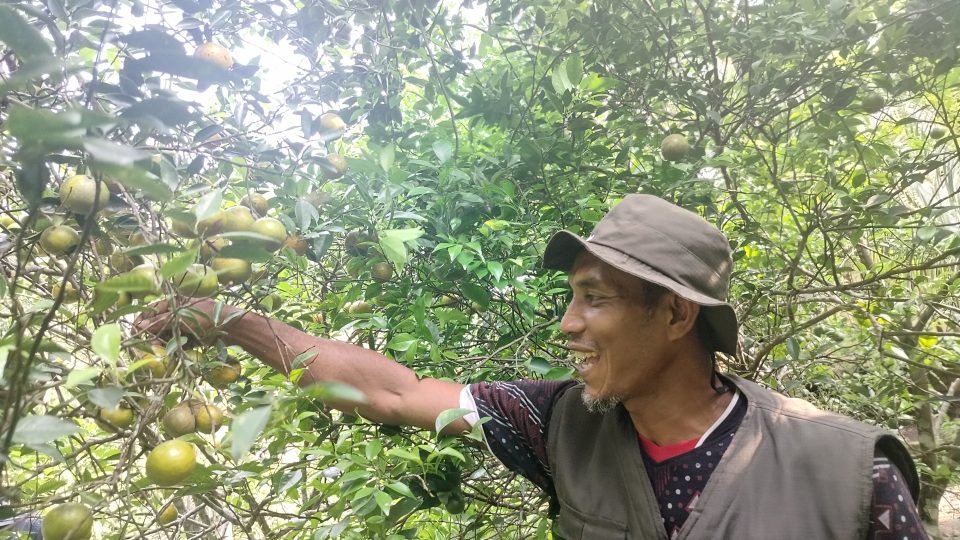 Reinkarnasi Desa Wisata Jeruk Air Talas, Bangkit dari Mati Suri Ekonomi Makin Menggeliat