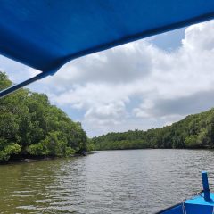 Geliat Ekowisata Mangrove Batu Lumbang di Kota Denpasar